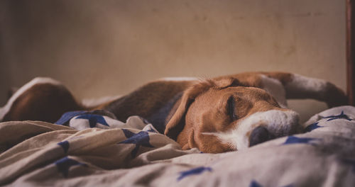 Dog sleeping in bed