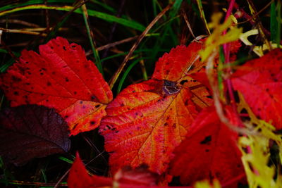 Close-up of red maple leaves
