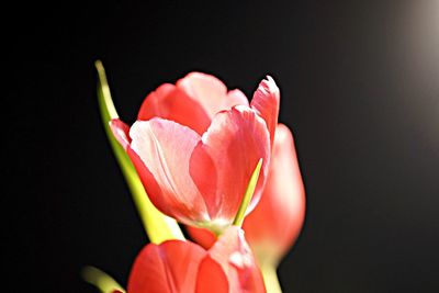 Closer-up of red flowers