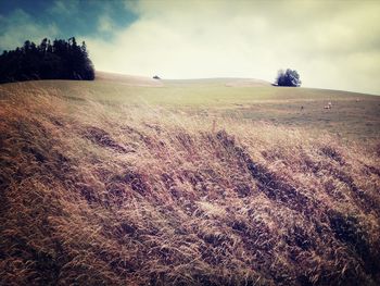 Scenic view of field against cloudy sky