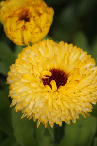 Close-up of yellow flower