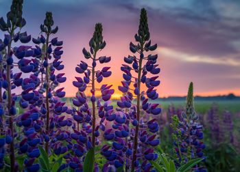 Beautiful lupines growing on the roadside during the summer. rural scenery with flowers in europe.