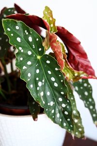 Close-up of wet plant