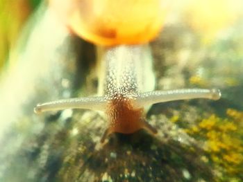 Close-up of an insect on leaf