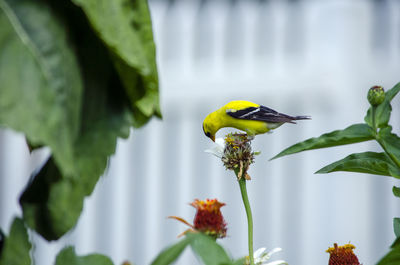 Yellow bird perched on flower stem