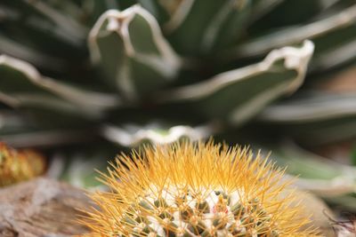 Close-up of yellow flowering plant