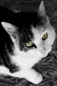 Close-up portrait of cat