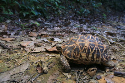 High angle view of shell on field