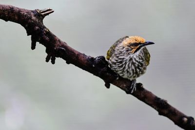 Close-up of bird perching on branch