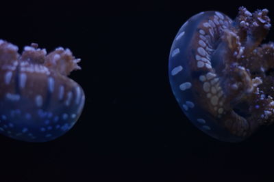 Close-up of illuminated lamp