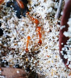 Close-up of crab