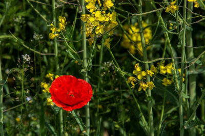 Poppy on a rapeseed field