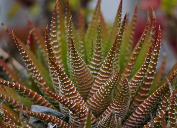 Close-up of cactus