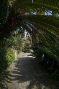 Palm trees along plants