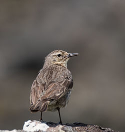 Close-up of bird perching outdoors