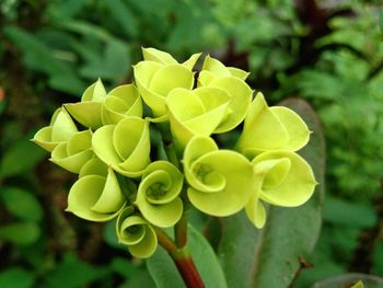 Close-up of flowering plant