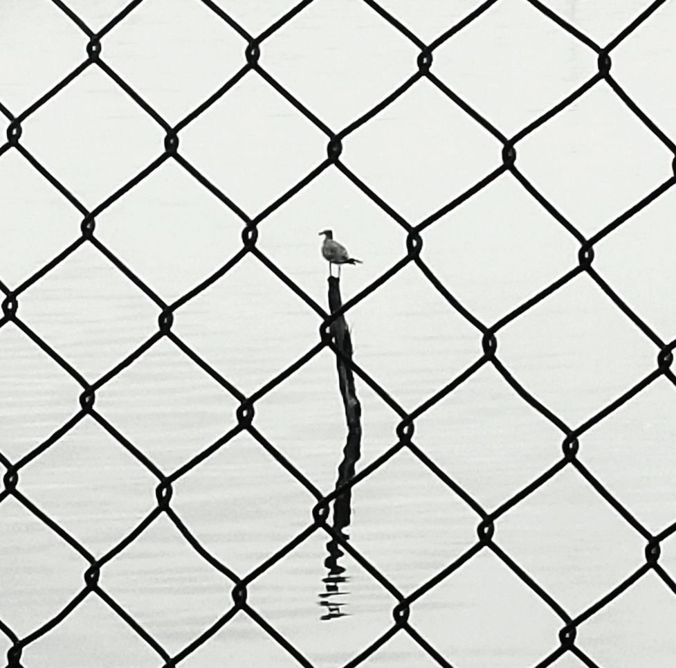 fence, chainlink fence, metal, pattern, real people, barrier, one person, boundary, security, day, protection, safety, men, outdoors, rear view, full frame, nature, close-up, built structure