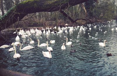 High angle view of swans swimming on lake