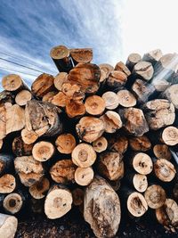 Stack of logs in forest