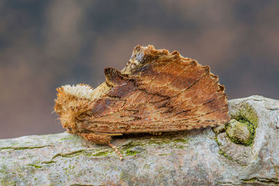 Close-up of lizard on rock