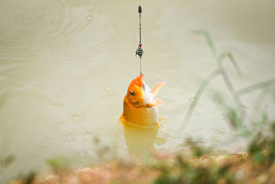 Fish swimming in a lake