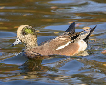 Duck swimming in lake