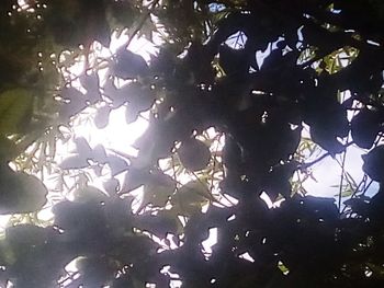 High angle view of leaves on lake