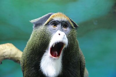 Close-up of monkey yawning