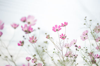 Low angle view of pink flowers blooming against sky