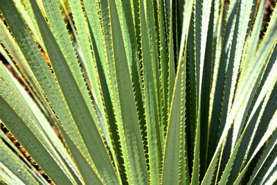 Close-up of palm leaf