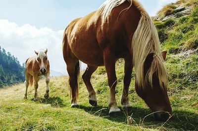 Horses grazing on grassy field