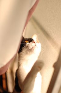 Close-up portrait of kitten