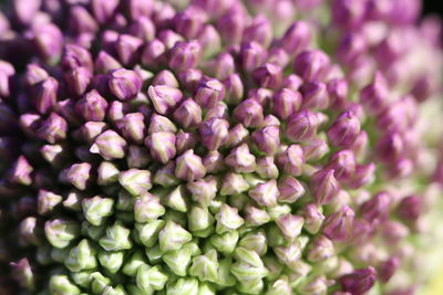 Full frame shot of purple flowering plant