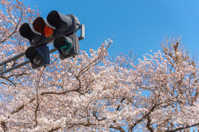 Low angle view of cherry blossom against blue sky