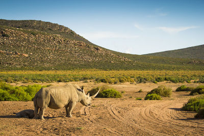 Rhino strolling through the steppe in southern africa