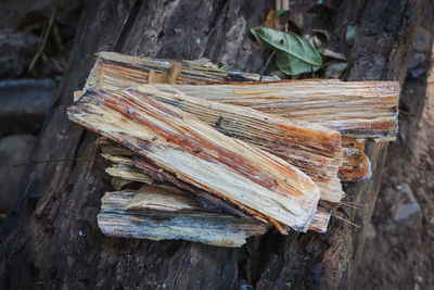 High angle view of logs in forest