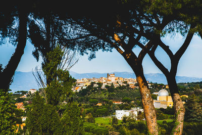 Tree by buildings in town against sky