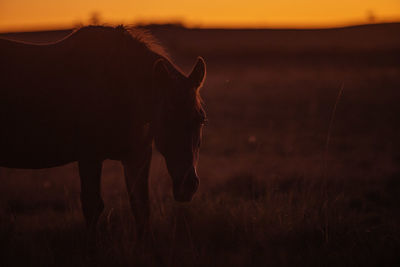 View of horse on field during sunset