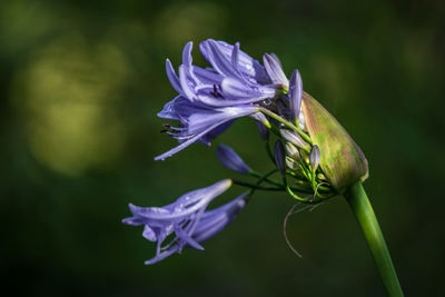Close-up of purple flowering plant