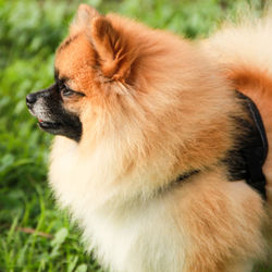 Close-up of dog on grass