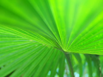 Close-up of palm tree leaves