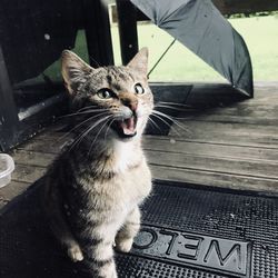 Cat sitting on floor