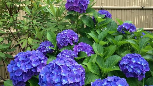 Close-up of purple flowers