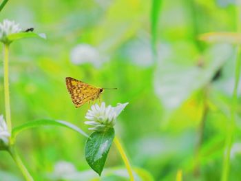 Close-up of butterflies in the background of fresh green grass