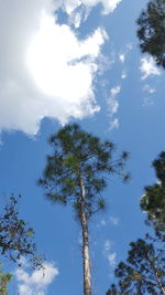 Low angle view of tree against sky