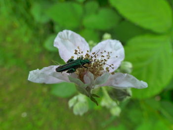 Close-up of insect on flower