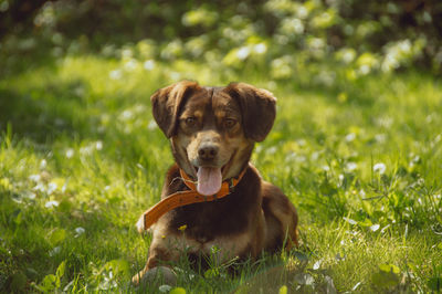 Portrait of dog on field