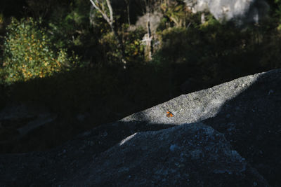 High angle view of a lizard on rock