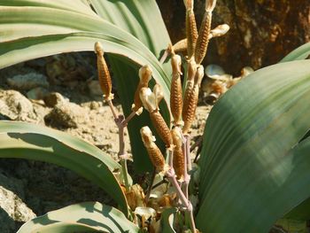 Close-up of succulent plant
