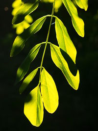 Close-up of fresh green plant